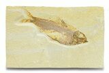 Detailed Fossil Fish (Knightia) - Wyoming #289919-1